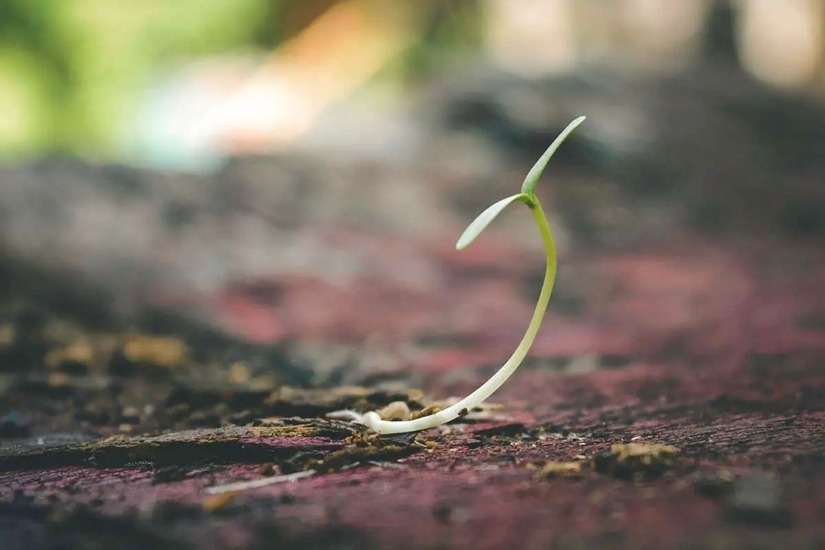 Oak Tree Seedling