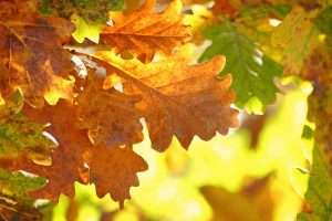 Oak Tree Leaves