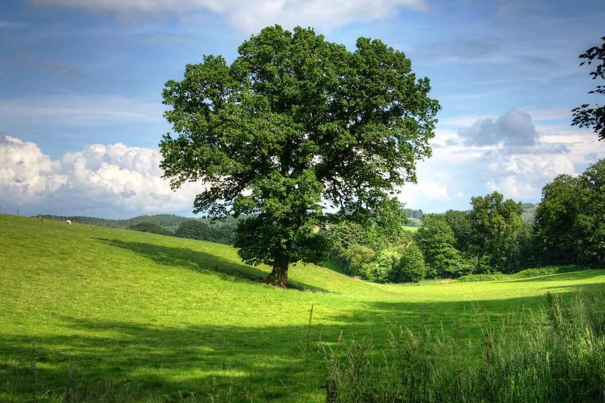 Oak Trees in Highlands