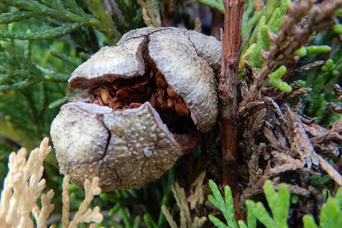 Open Cypress Cone