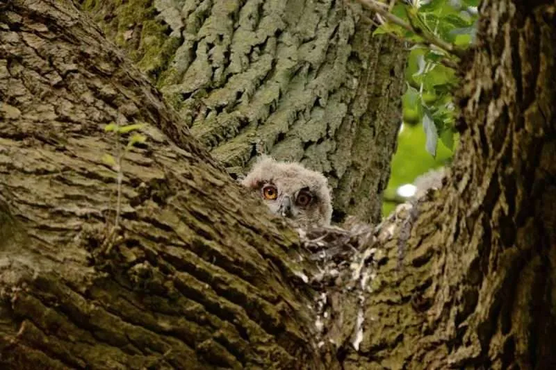 5 Reasons Why All Oak Trees Shed Bark Environment Buddy