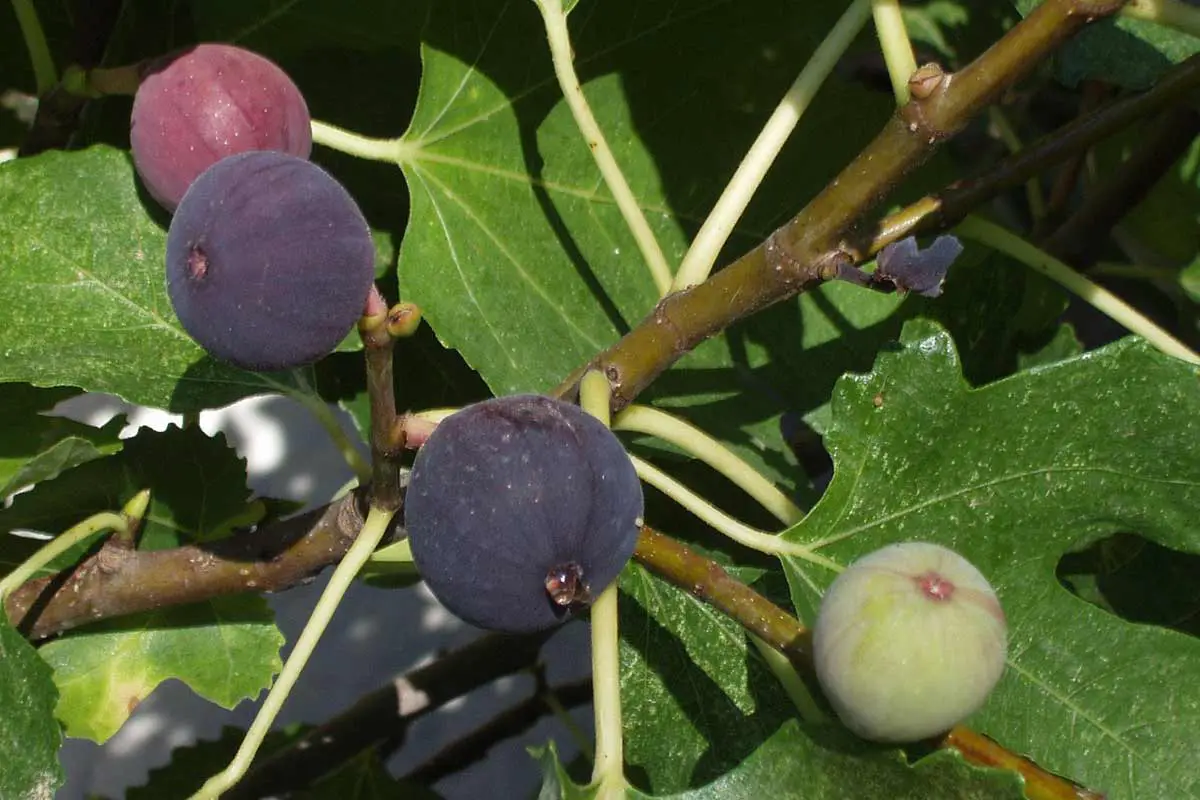 Fresh Purple Figs