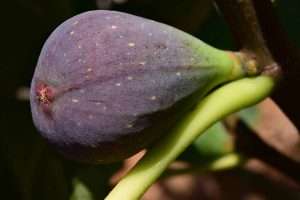 Ripe Purple Fig
