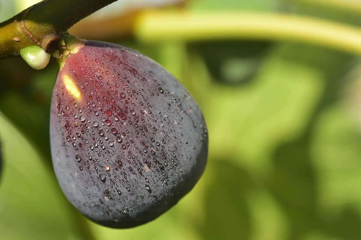 Fully Ripe Fig Ready to be Plucked