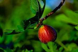 Sweet Ripe Fig