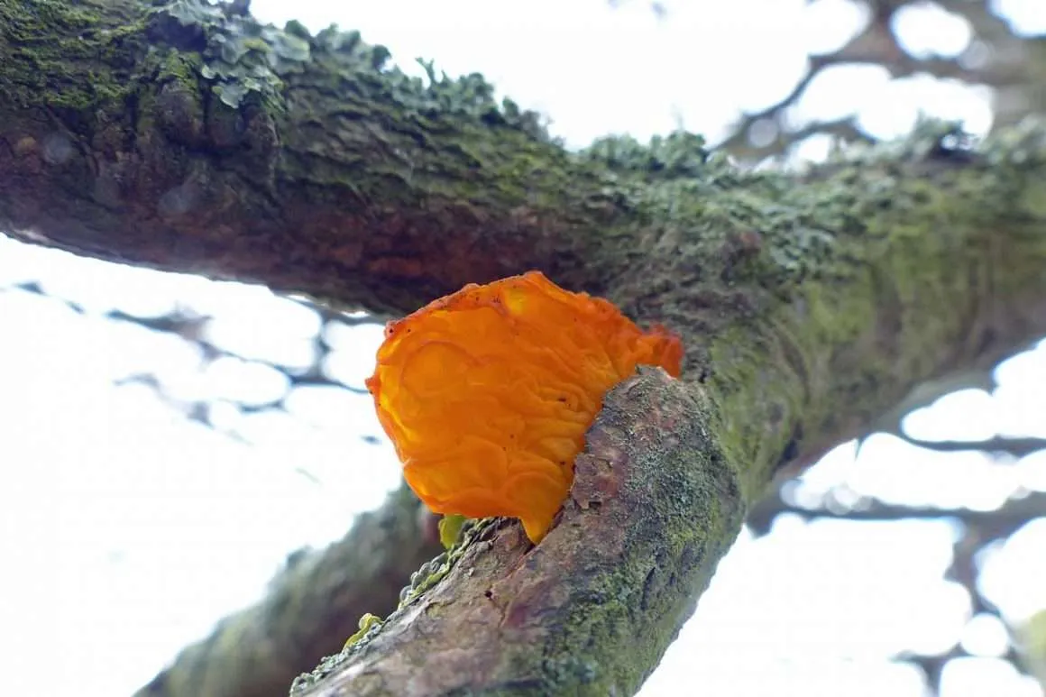 5 Reasons Why All Oak Trees Shed Bark Environment Buddy