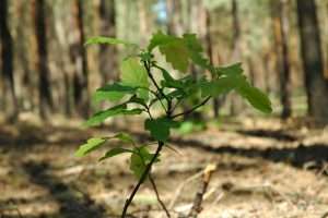 Young Oak Tree