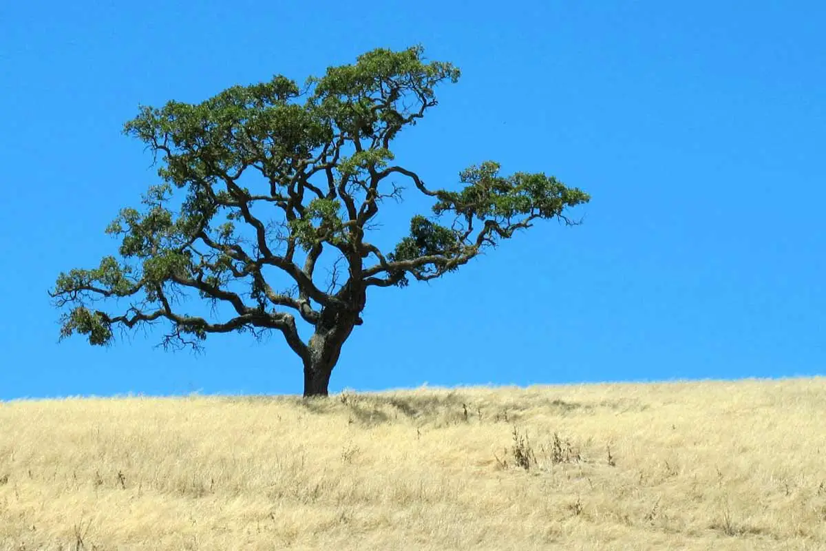 Young Oak Tree