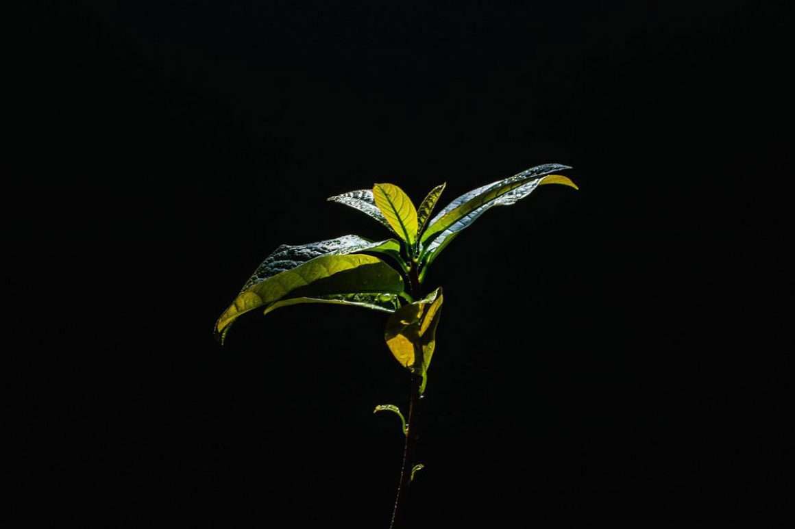 Avocado Sapling Environment Buddy