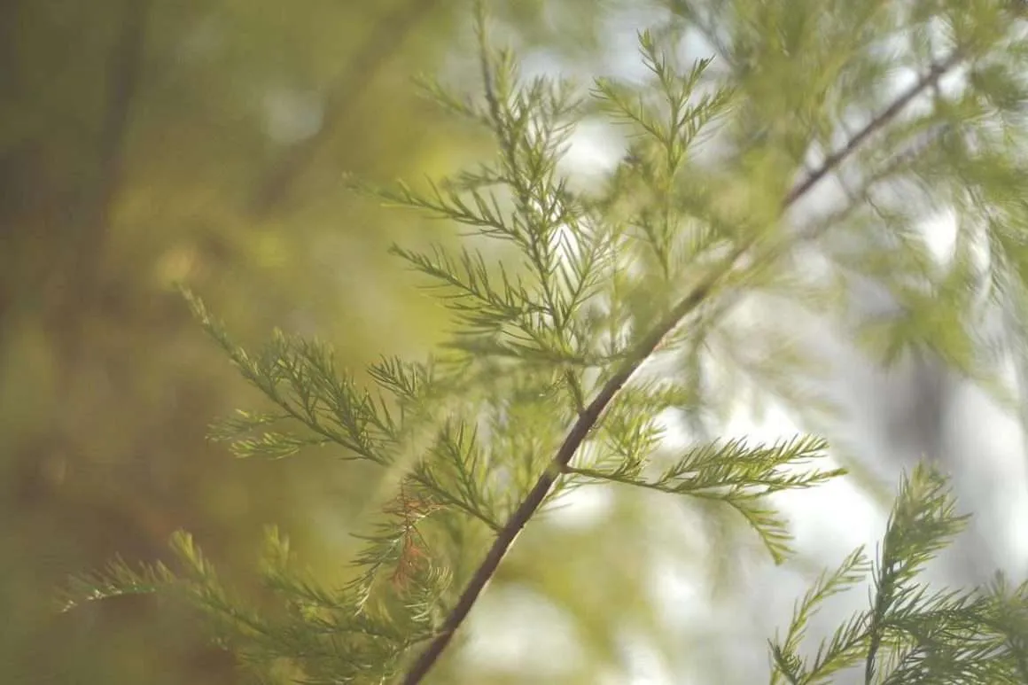 9 Ways to Differentiate Between Bald Cypress, Pond Cypress Trees Anywhere In The World