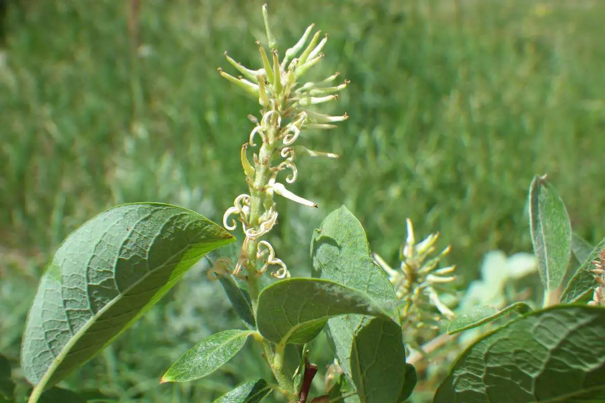 Salix bebbiana Sarg.