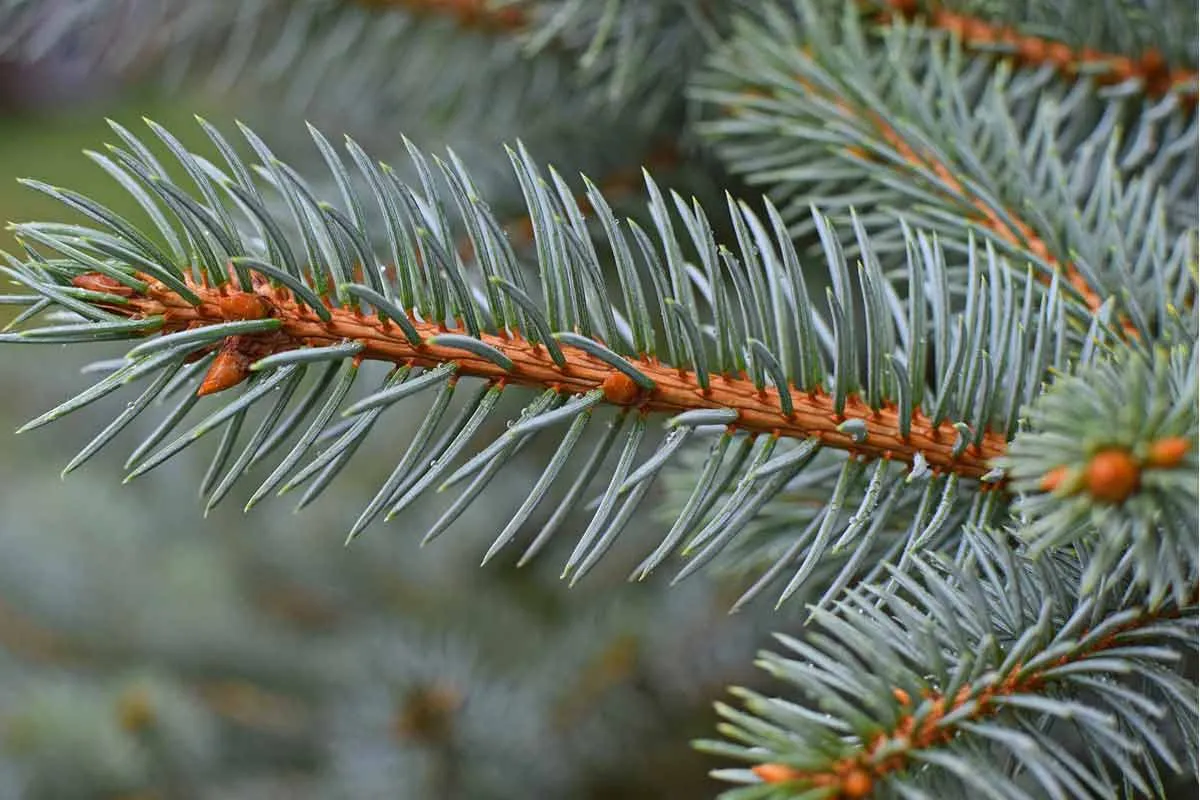 Blue Spruce Plant