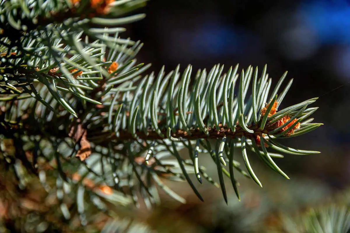 Blue Spruce Tree