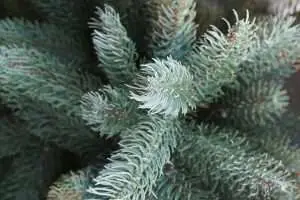Dazzling Blue Spruce