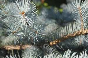 Blue Spruce Plant