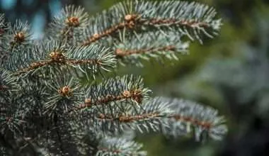 Blue Spruce Plant