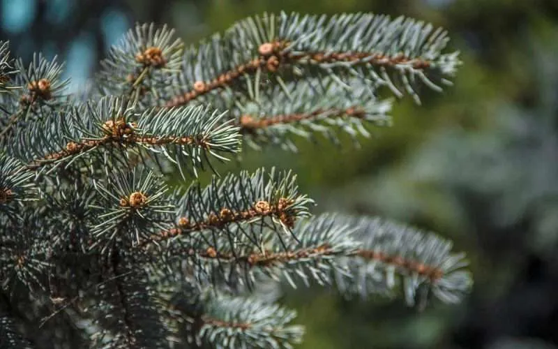 Blue Spruce Plant