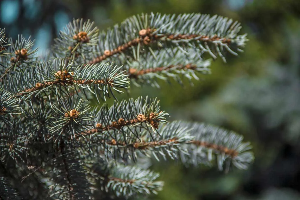 Blue Spruce Plant