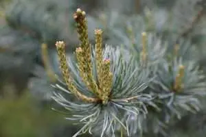 Blue Spruce Sprouting