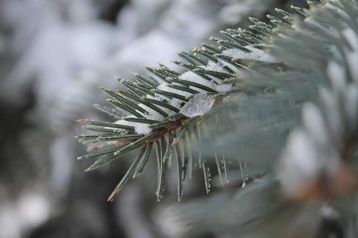 Blue Spruce Plant in Winter