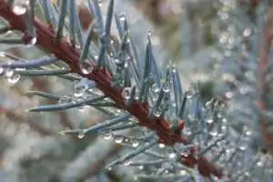 Blue Spruce with Raindrops