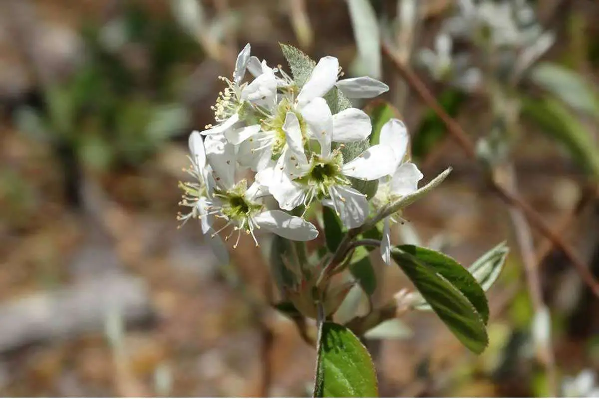 Canadian Serviceberry