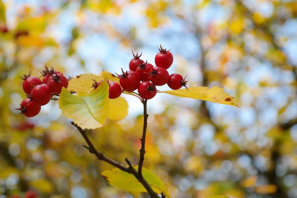 Cockspur Hawthorn Tree