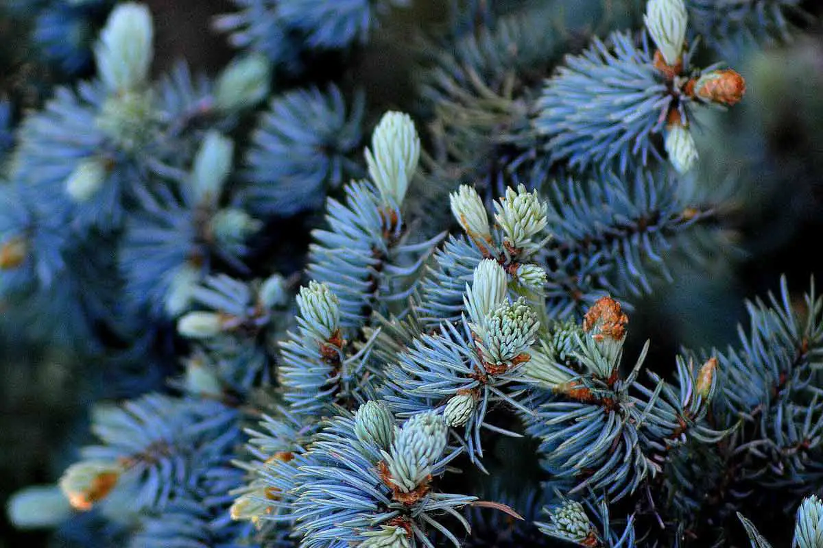Dwarf Blue Spruce in Spring