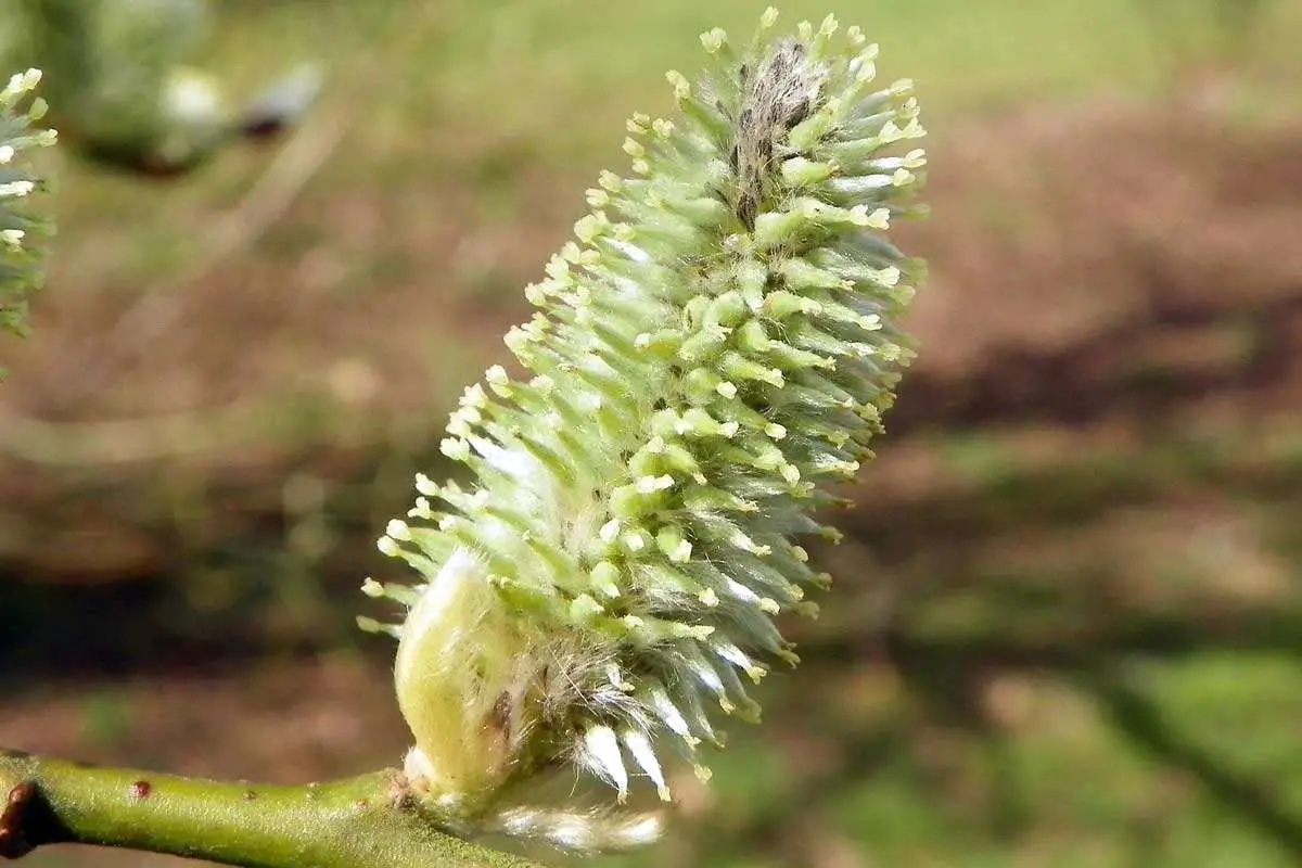 Goat Willow