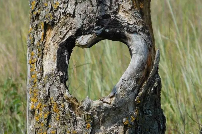 7 Problems That Cause Holes In Trees Around The World Environment Buddy