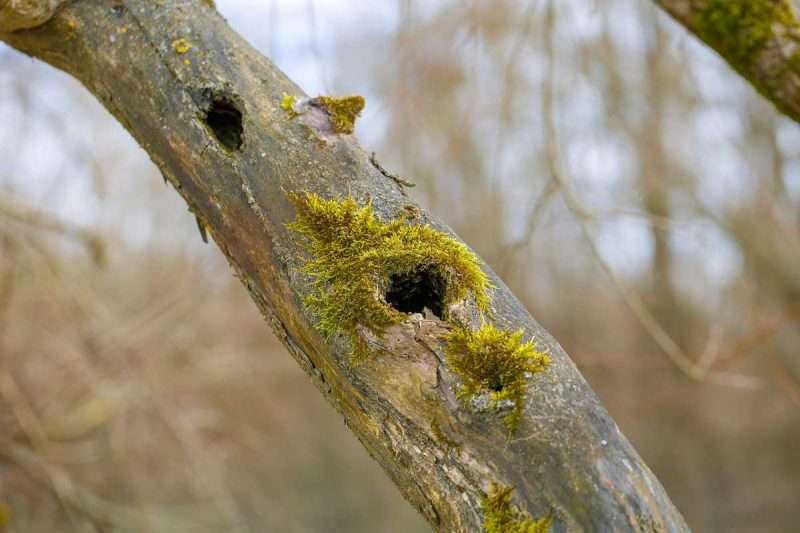 Holes-in-Tree | Environment Buddy