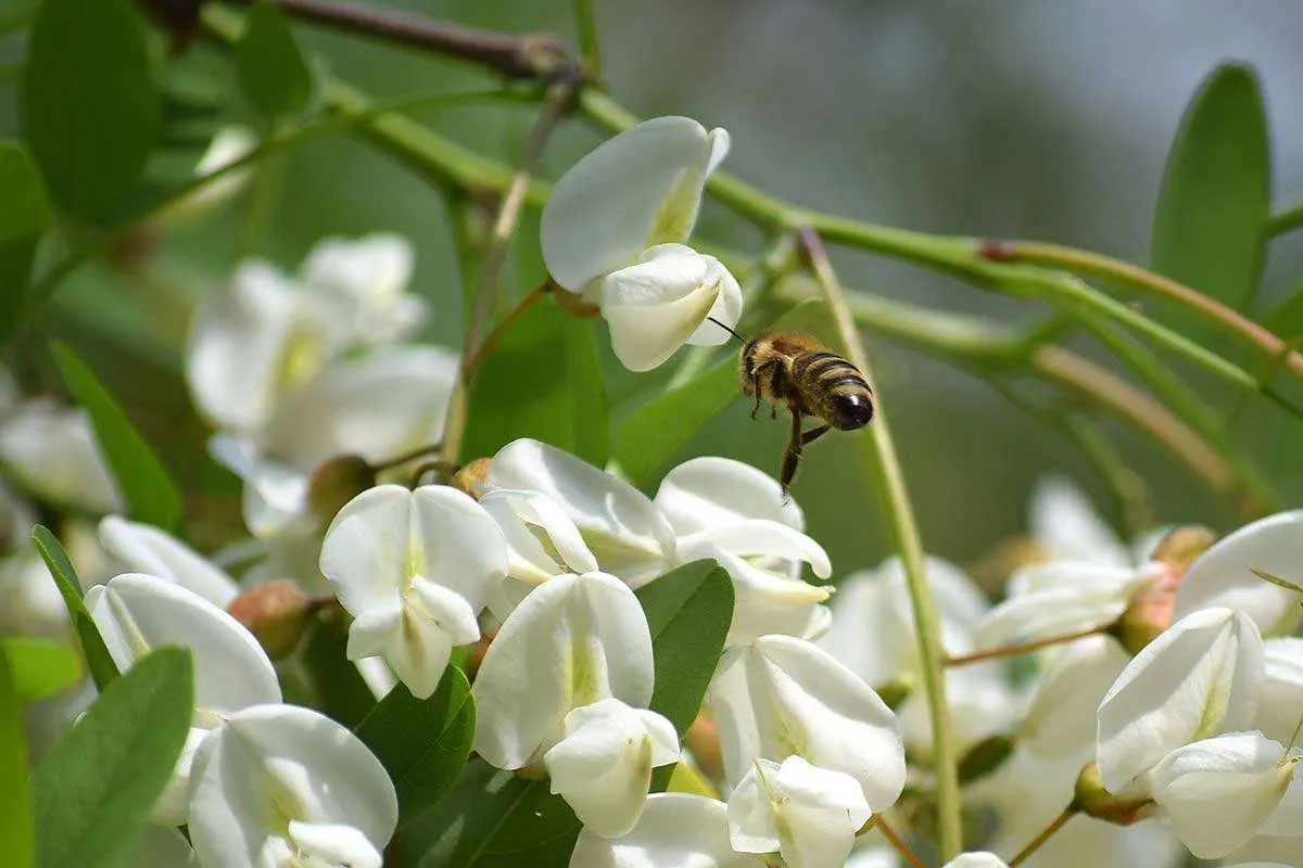 Honey Locusts Flowers