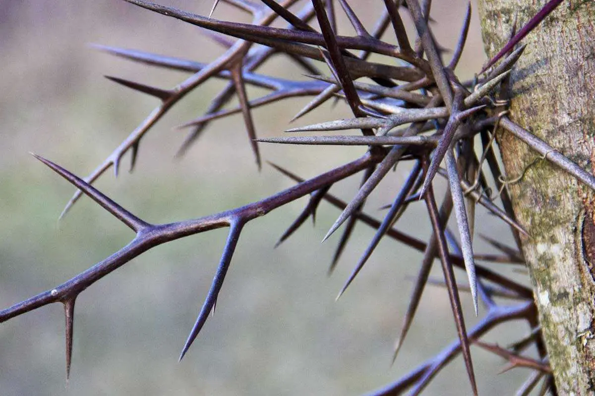 Honey Locusts Thorns