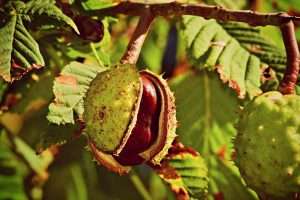 Horse Chestnut Fruit