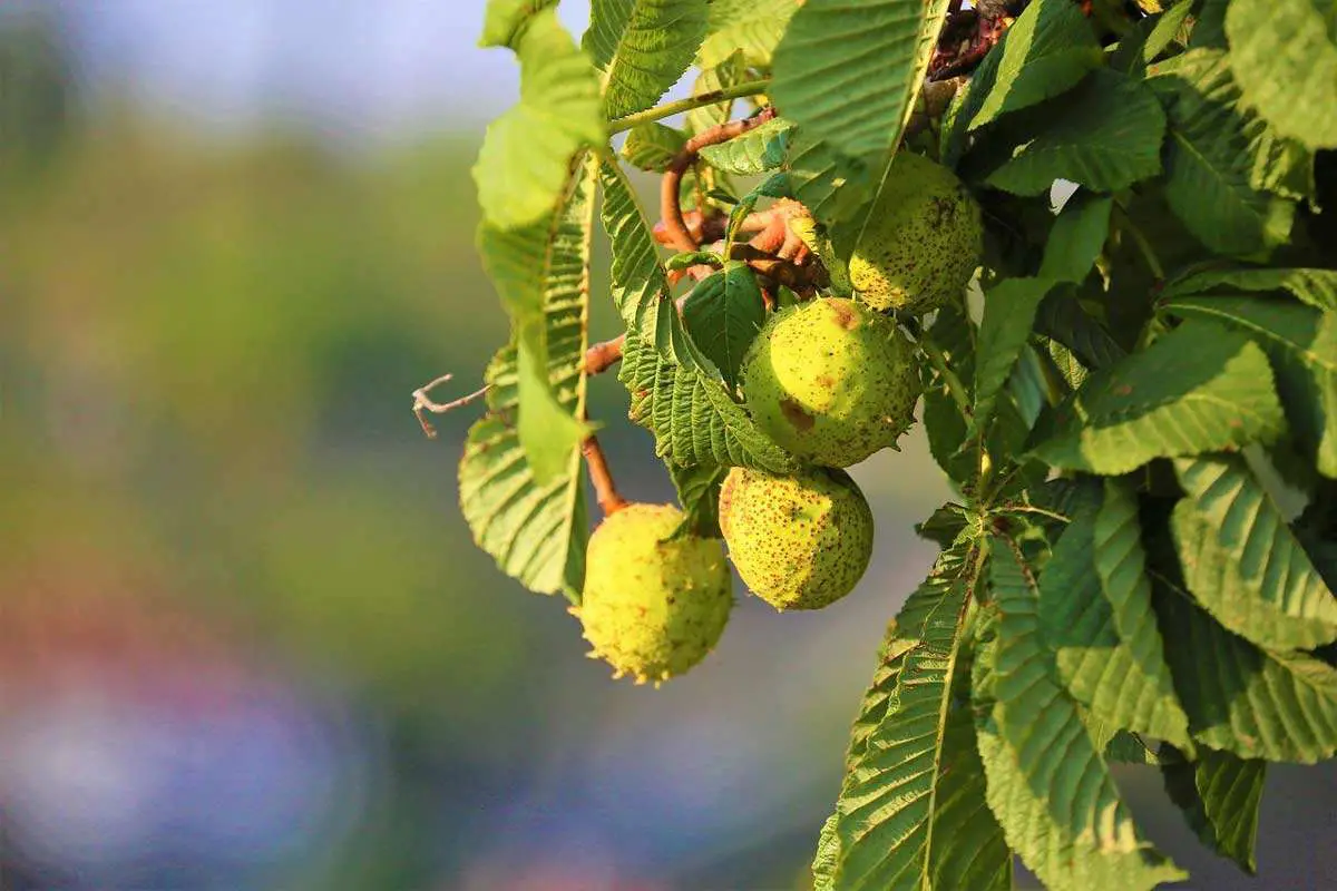 Horse Chestnut Tree