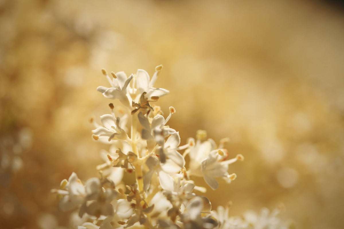 Japanese Lilac Tree