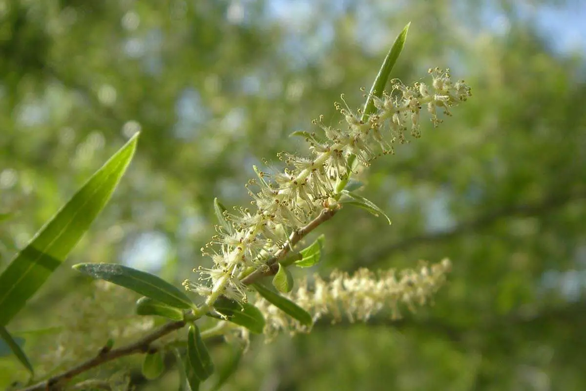 Narrowleaf Willow