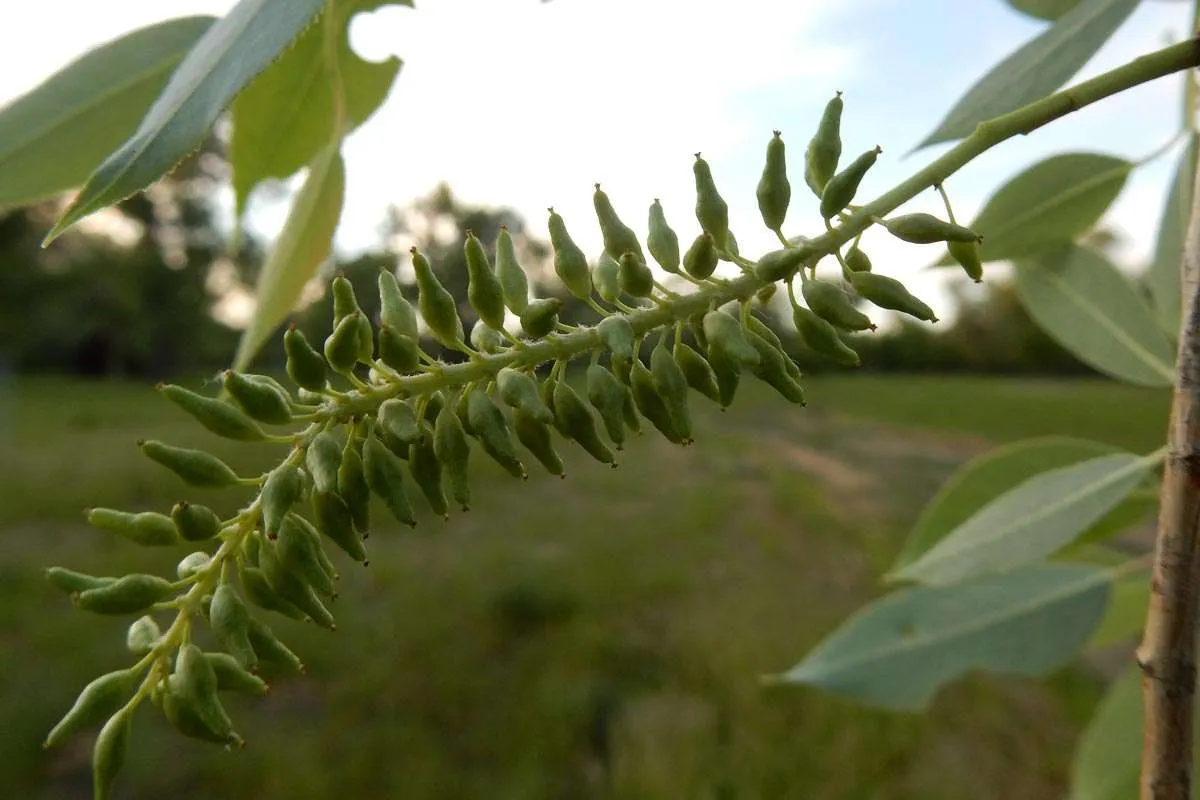 Peach Leaf Willow