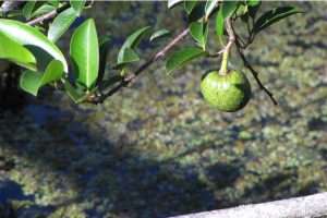 Pond apple tree