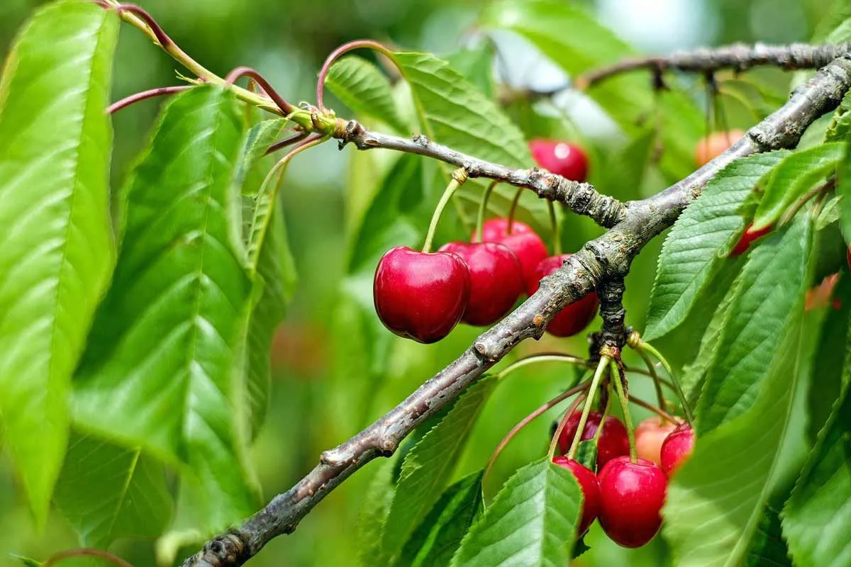5 Fresh Fruits That Grow in Any Rocky Soil