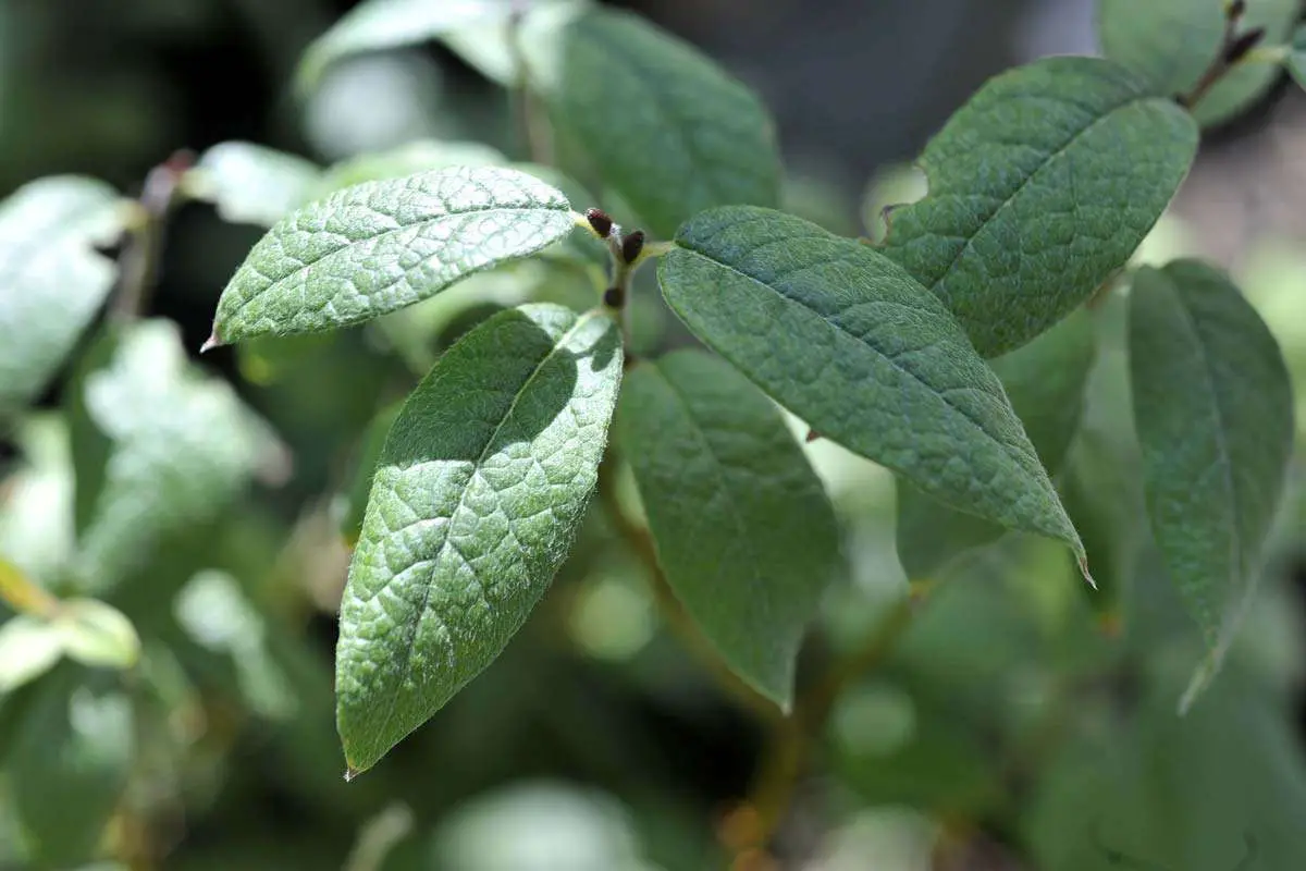 Salix Lapponum