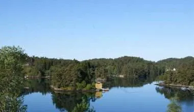 Trees growing in salty water