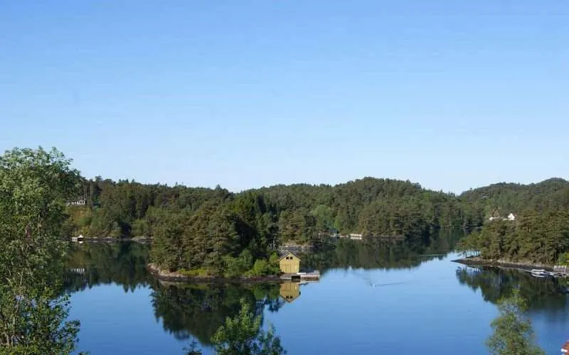 Trees growing in salty water