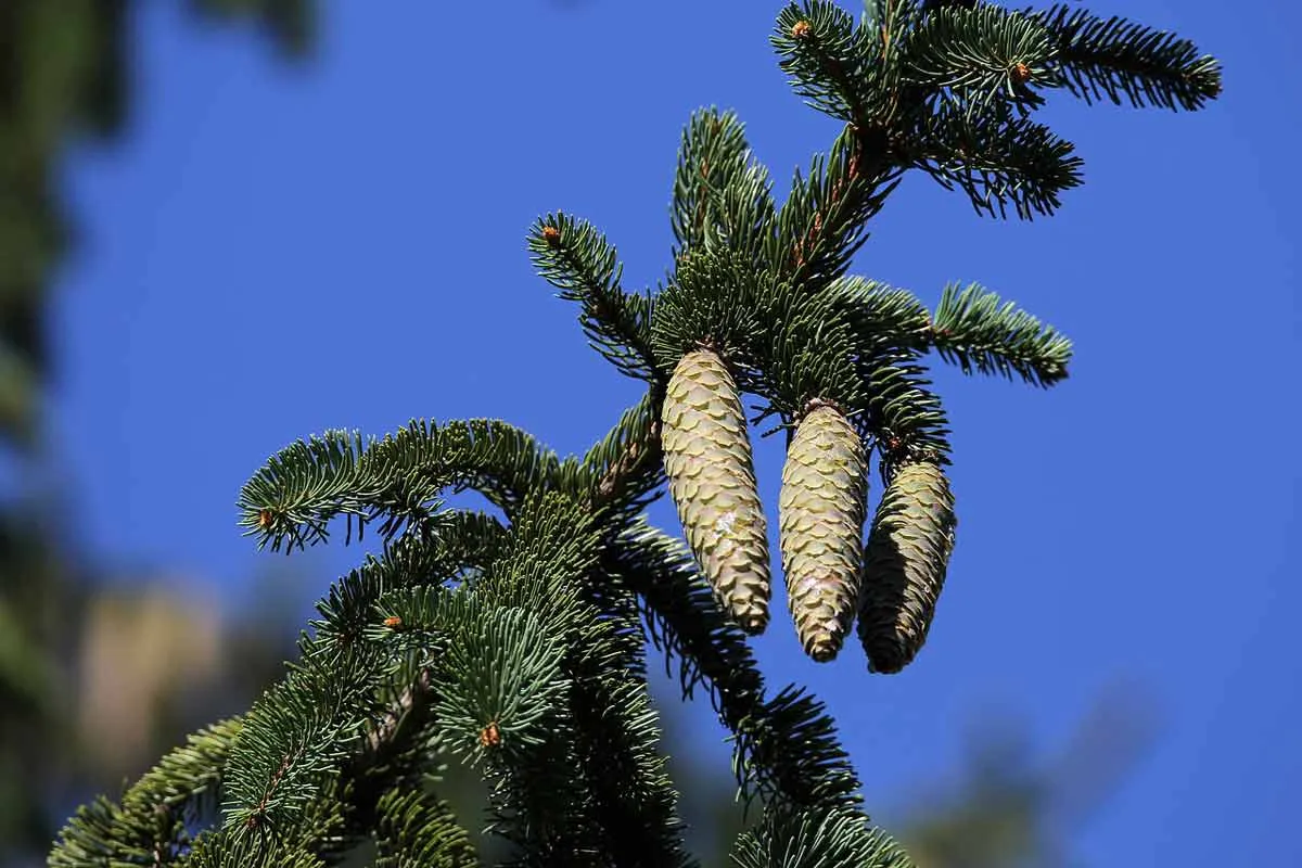 Spruce Tree Cones