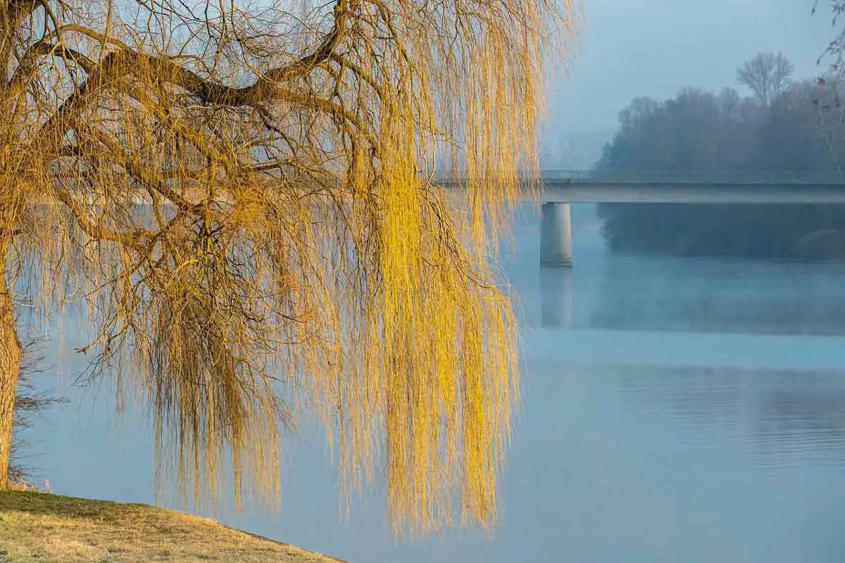 Weeping Willow