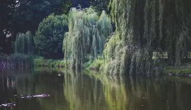 Willow Trees by Lake