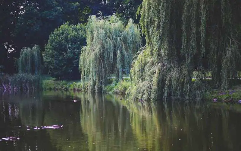 Willow Trees by Lake