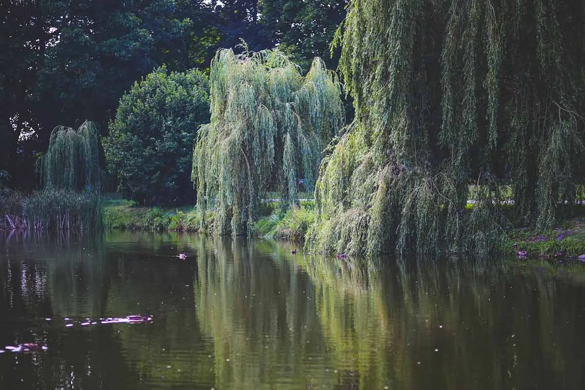 Willow Trees by Lake