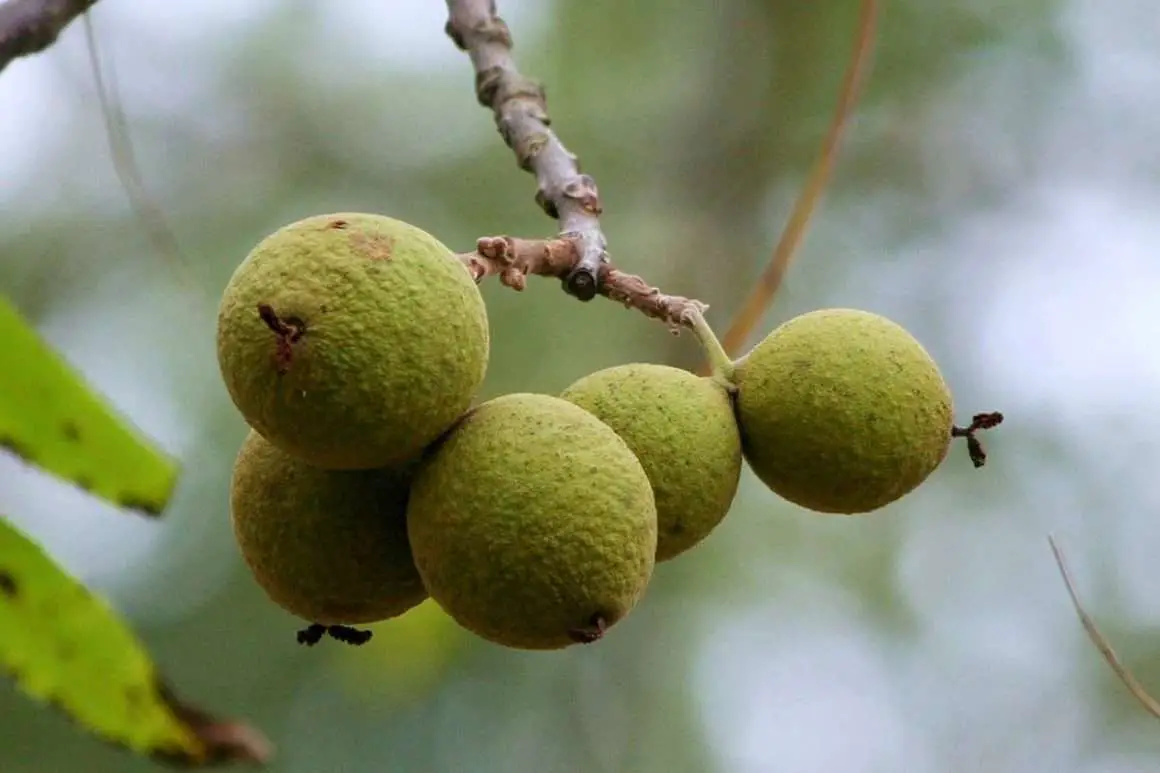 Black Walnuts vs English Walnuts; The Ultimate Showdown! Environment