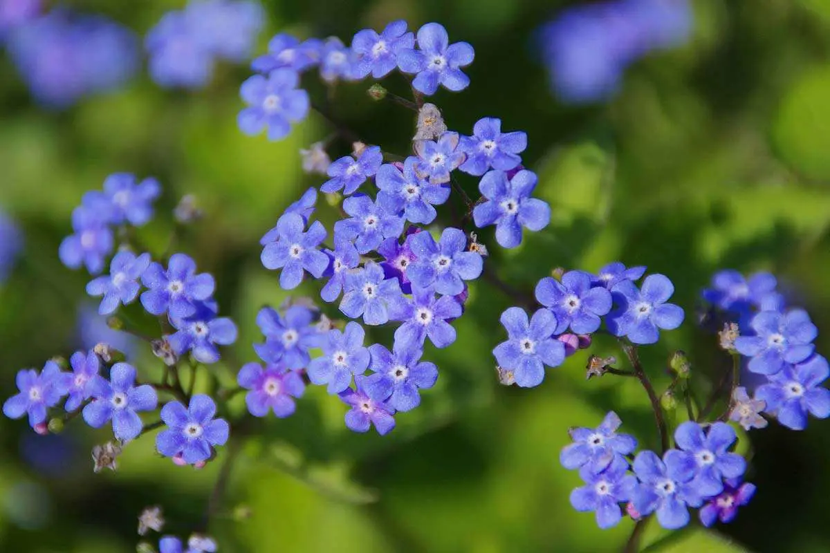 Brunnera flowers